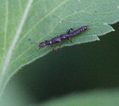 Oligotoma humbertiana