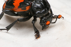 Nicrophorus mexicanus
