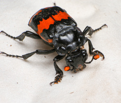 Nicrophorus mexicanus