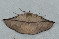 Heterospila nigripalpis