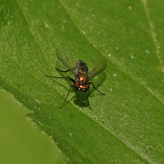 Condylostylus longicornis