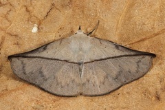 Heterospila nigripalpis