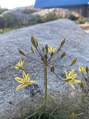 Triteleia