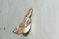 Masca abactalis