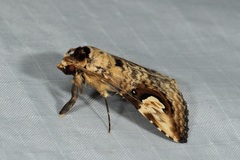 Pseudosphetta fissisigna