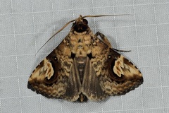 Pseudosphetta fissisigna