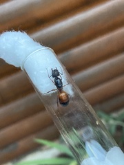 Camponotus semitestaceus