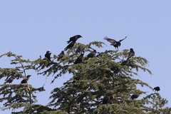 Corvus brachyrhynchos