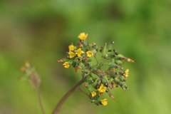 Youngia japonica