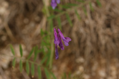 Vicia villosa