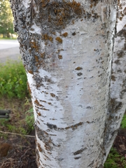 Betula neoalaskana