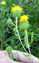 Grindelia nana