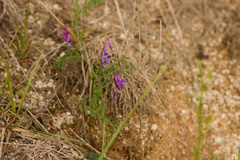 Vicia villosa