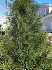 Sciadopitys verticillata