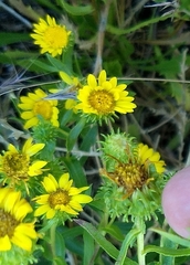 Grindelia nana