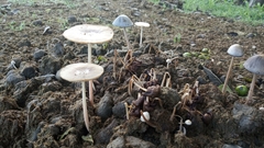 Bolbitius coprophilus