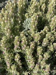 Castilleja exserta latifolia