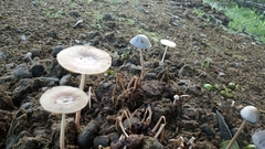 Bolbitius coprophilus