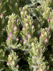 Castilleja exserta latifolia