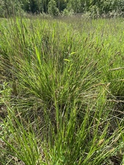 Calamagrostis stricta