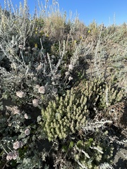 Castilleja exserta latifolia