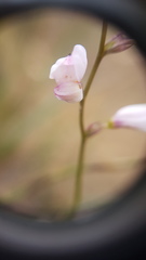 Ixia scillaris scillaris