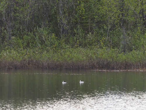 Bufflehead photographed in Alaska