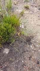 Ixia scillaris scillaris