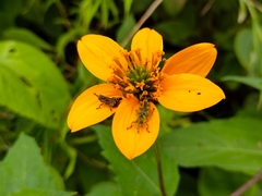 Sclerocarpus uniserialis