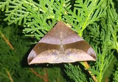 Bastilla joviana