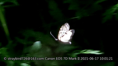 Semblis phalaenoides