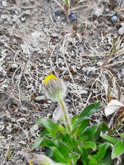 Arnica angustifolia