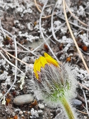 Arnica angustifolia