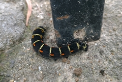 Theretra oldenlandiae