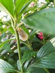 Poekilloptera phalaenoides