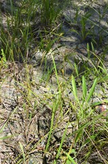 Carex microdonta