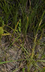 Carex microdonta