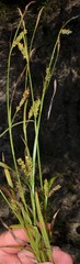 Carex microdonta