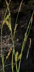 Carex microdonta