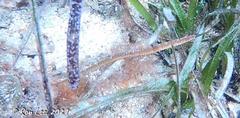 Vanacampus poecilolaemus