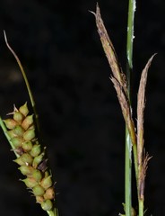 Carex microdonta
