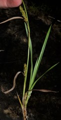 Carex microdonta