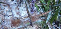 Vanacampus poecilolaemus