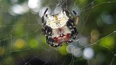 Aspidolasius branicki