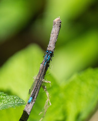Zoniagrion exclamationis