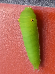 Graphium doson postianus