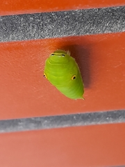 Graphium doson postianus