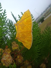 Thinopteryx crocoptera assamensis