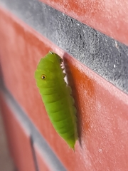 Graphium doson postianus