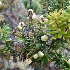 Leptecophylla robusta